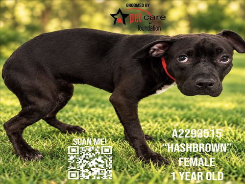 HASH BROWN, a dog for adoption from North Central Animal Care and Control