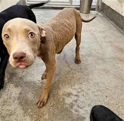 Waffles - Pit Bull Terrier