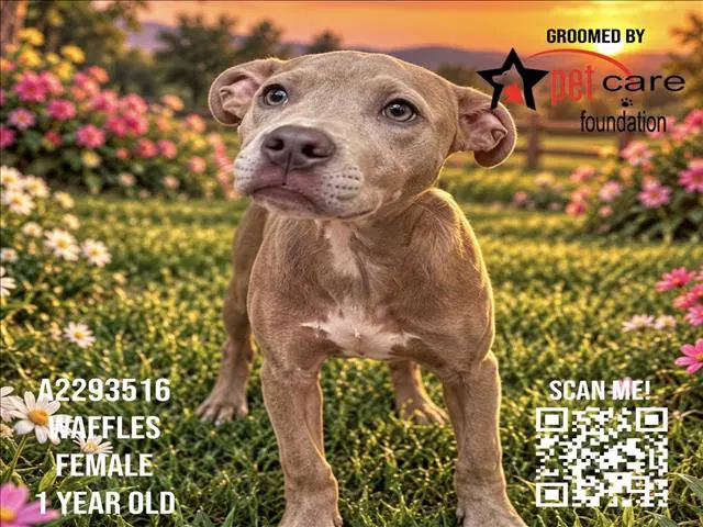 Waffles - Pit Bull Terrier