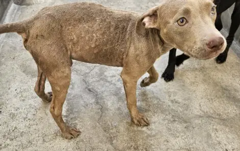 Cheeseburgur - Pit Bull Terrier