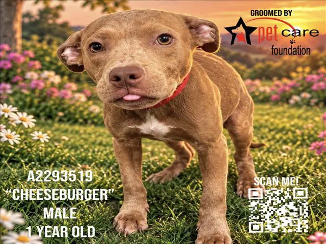Cheeseburgur - Pit Bull Terrier