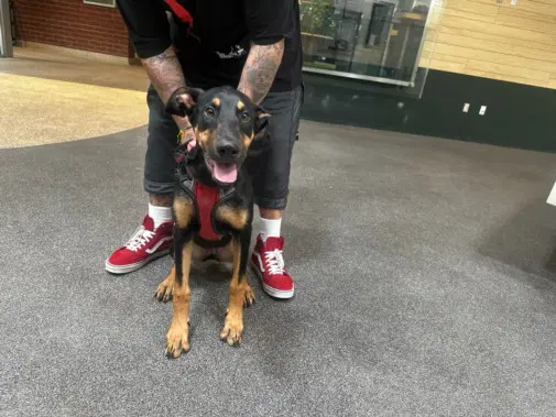 Cookie - Doberman Pinscher