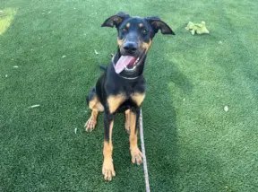 Cookie - Doberman Pinscher