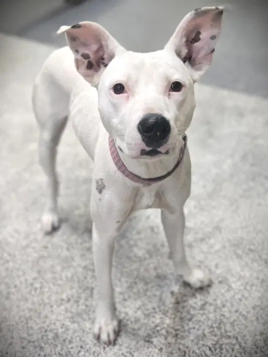 Lady Blue - Pit Bull Terrier