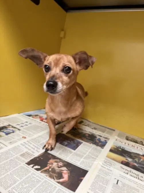 Pedro - Chihuahua