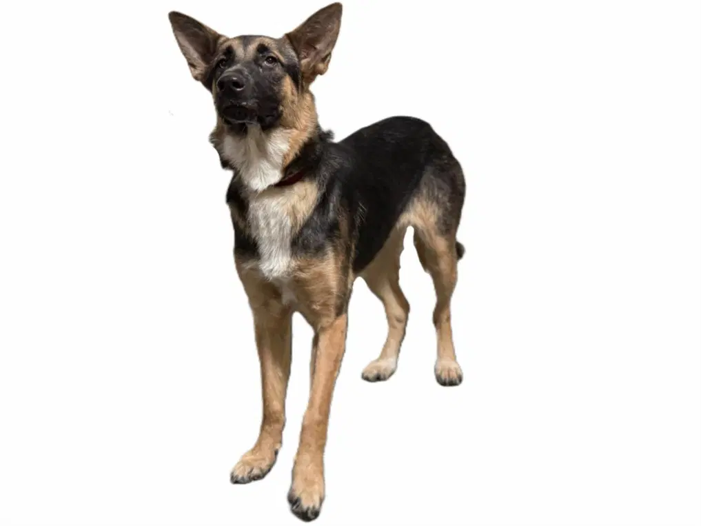 Jubilee - German Shepherd Dog