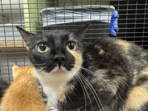 Manchas - Domestic Short Hair