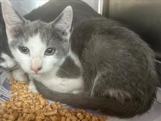 Jay - Domestic Short Hair