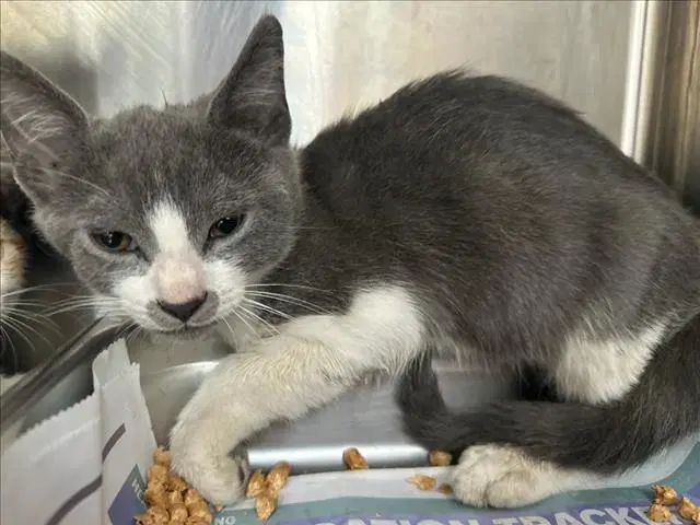 George - Domestic Short Hair