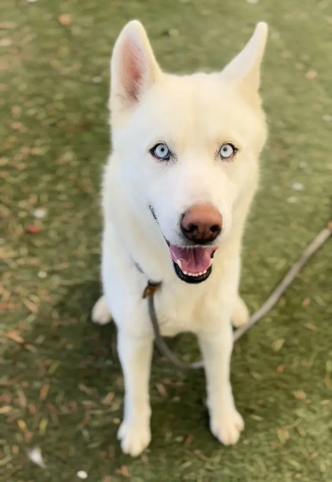 Hiro - Siberian Husky