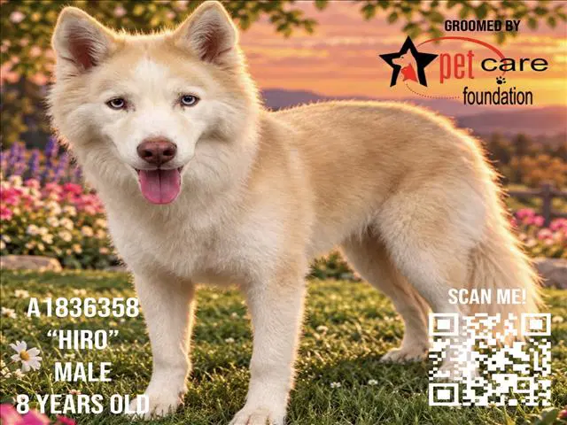 Hiro - Siberian Husky