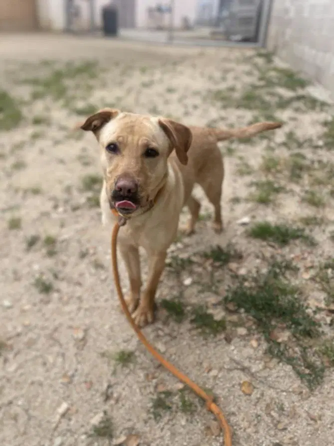 Loly - Labrador Retriever