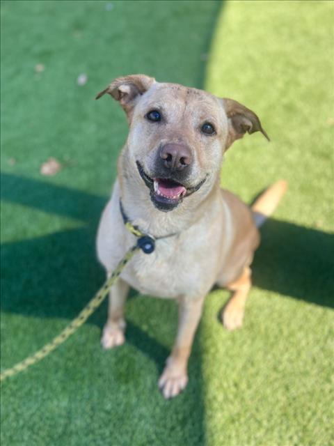 LOLY, a dog for adoption from North Central Animal Care and Control
