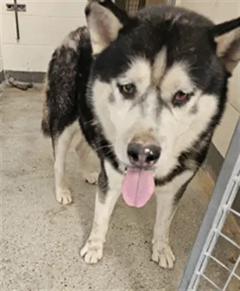 Balto - Siberian Husky