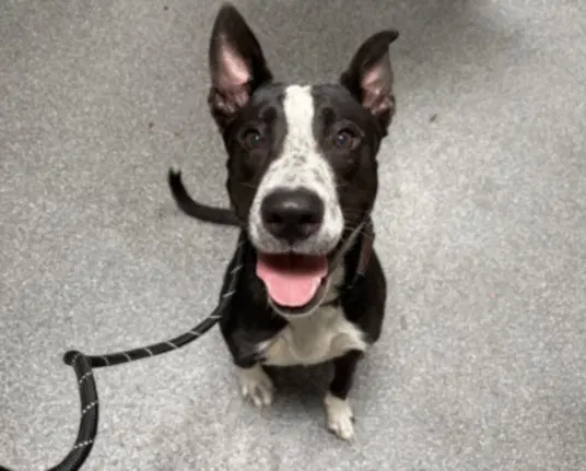 Broccoli - Pit Bull Terrier