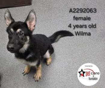 Wilma - German Shepherd Dog
