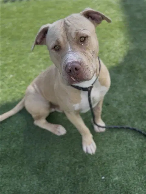 Twinkie - Pit Bull Terrier