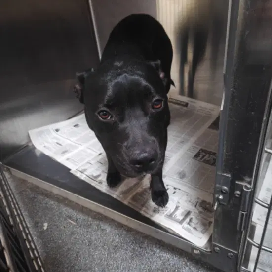 Gia - Pit Bull Terrier