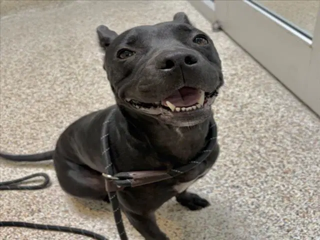 Gia - Pit Bull Terrier