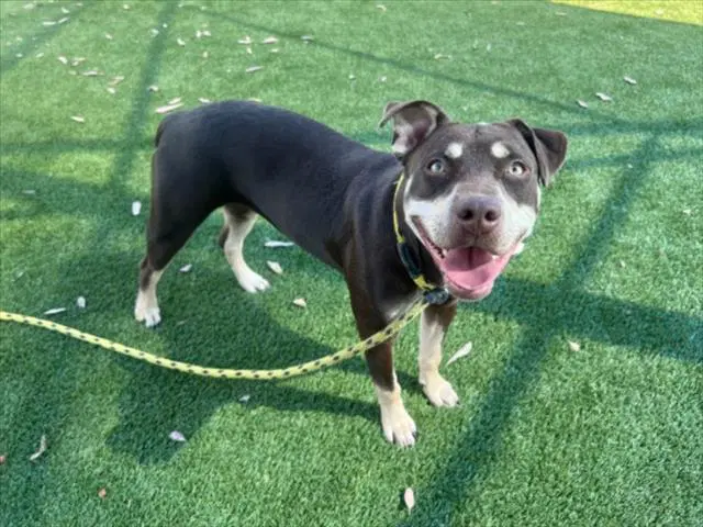 Nami - Pit Bull Terrier