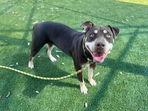 NAMI, a dog for adoption from North Central Animal Care and Control