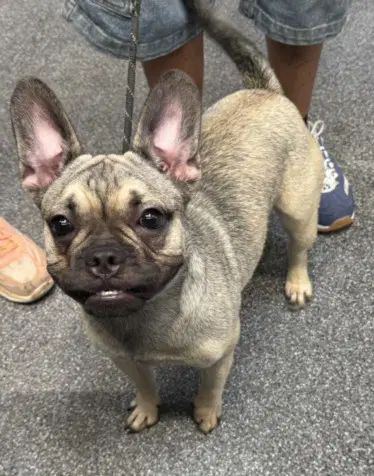 Jelly - French Bulldog