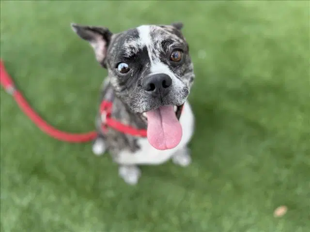 Abel - Boston Terrier