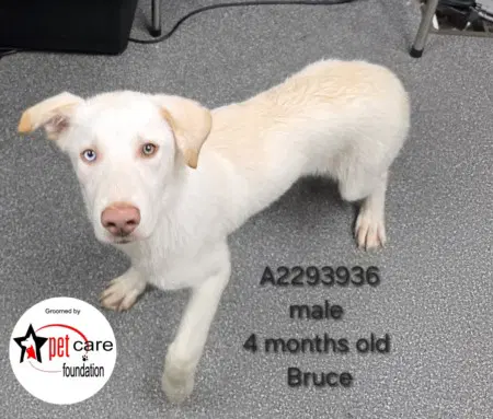 Bruce - German Shepherd Dog
