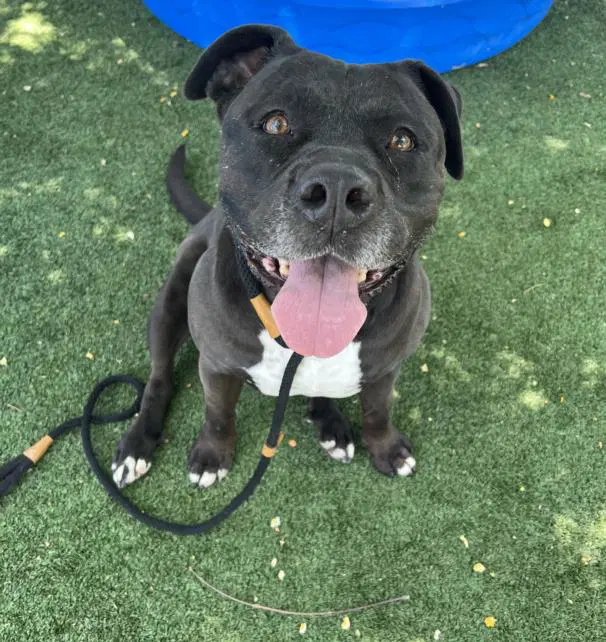 Lady - American Pit Bull Terrier