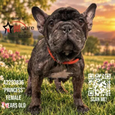 Princess - French Bulldog