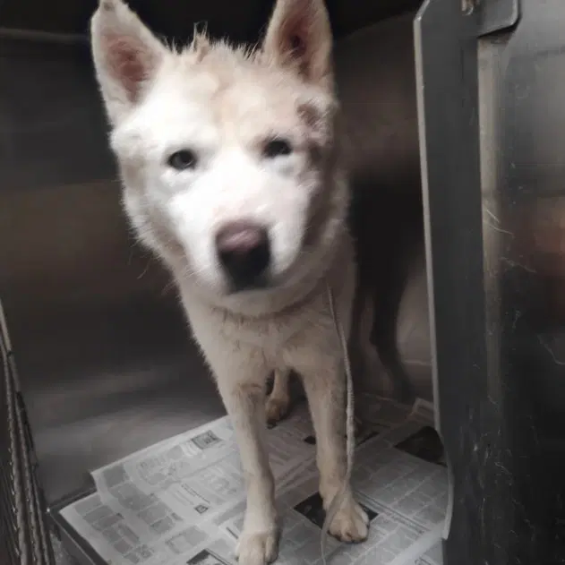 Poof - Siberian Husky