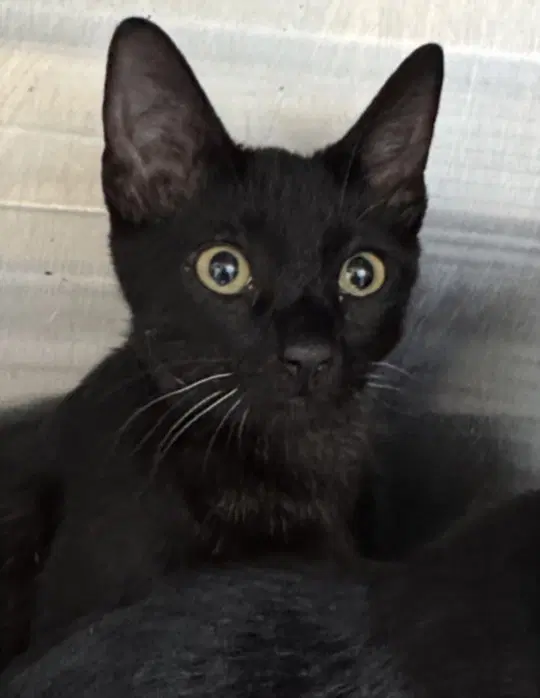 Night - Domestic Short Hair