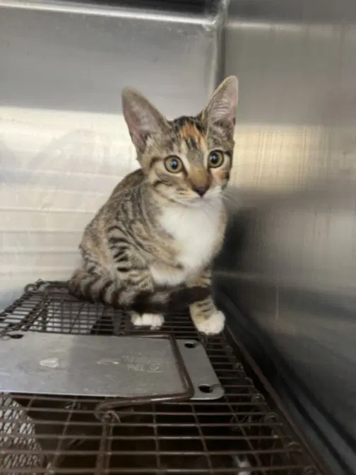 Arora - Domestic Short Hair