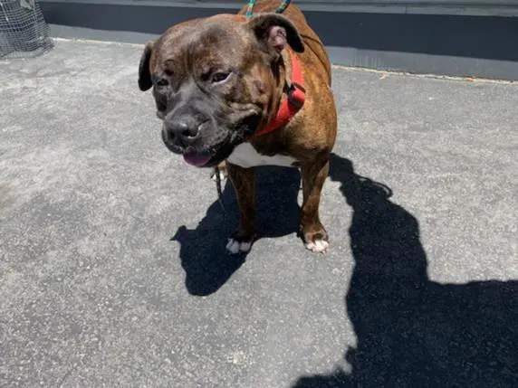 Rocky - American Staffordshire Terrier