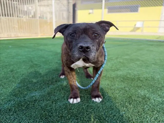 Rocky - American Staffordshire Terrier