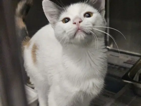 Pearl - Domestic Short Hair