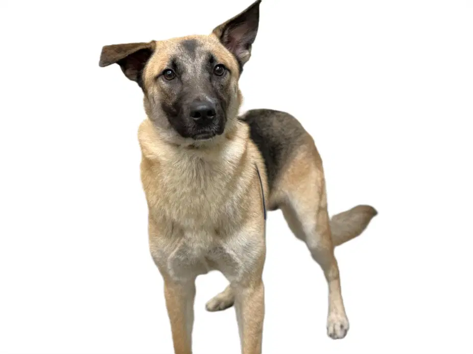 Robbie - German Shepherd Dog