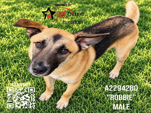 ROBBIE, a dog for adoption from North Central Animal Care and Control