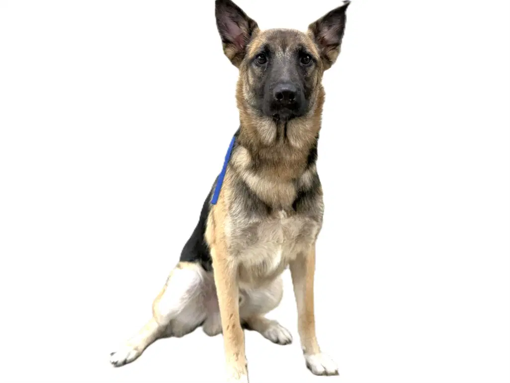 Bobby - German Shepherd Dog