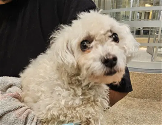 Chopper - Maltese