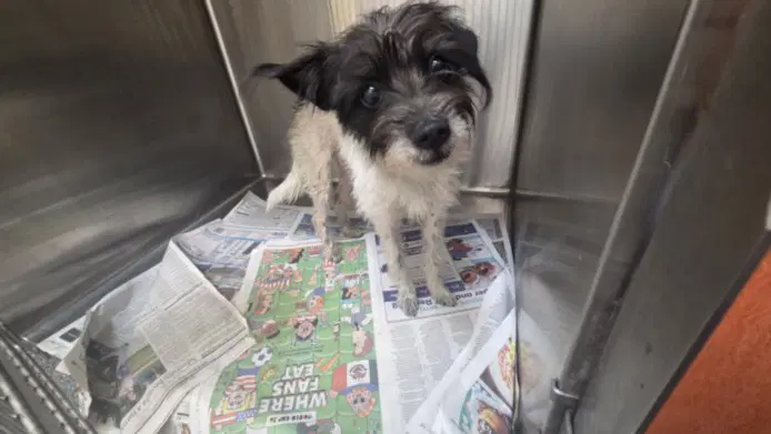 Florecita - Tibetan Terrier
