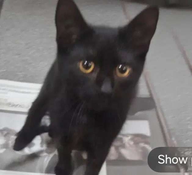 Maude - Domestic Short Hair