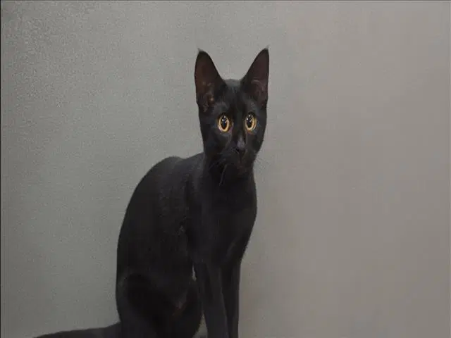 Harold - Domestic Short Hair