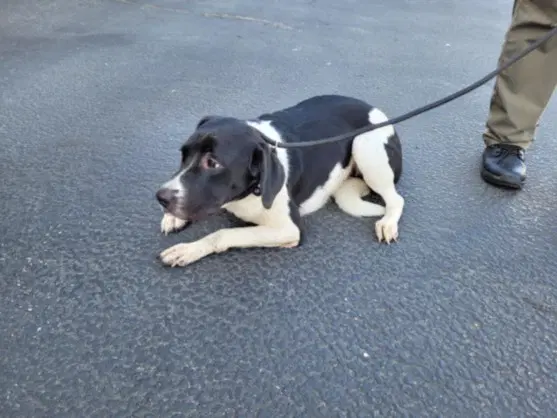 Pongo - Pit Bull Terrier
