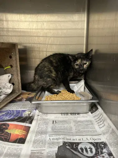 Chili Con Carne - Domestic Short Hair