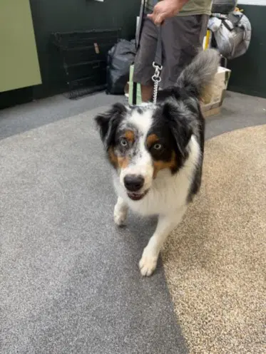Ernie - Australian Shepherd