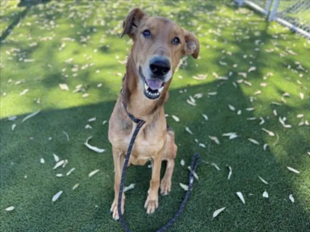 Mojave - Doberman Pinscher