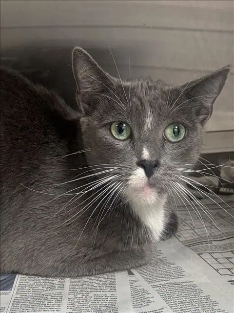 Natalie - Domestic Short Hair