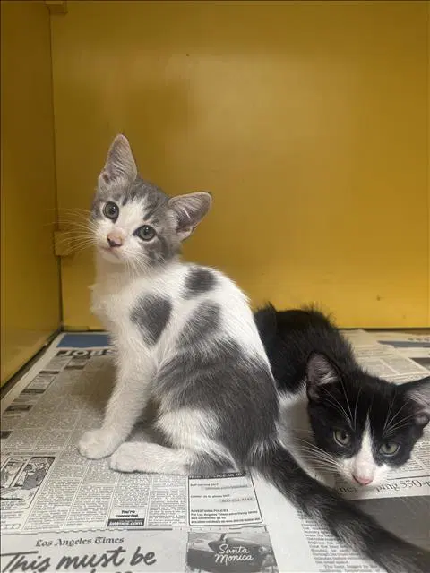 Jordan - Domestic Short Hair