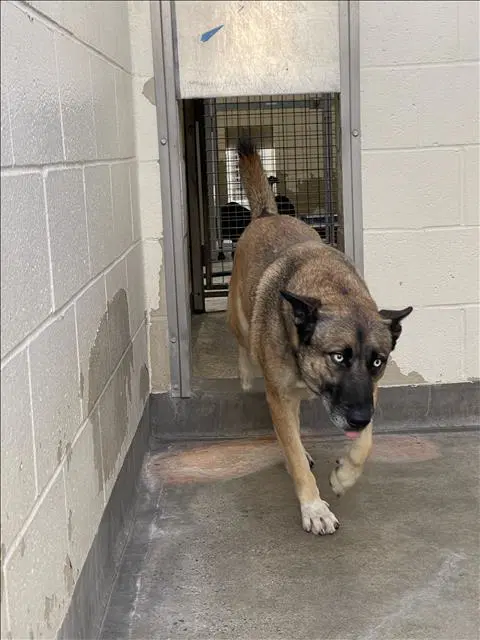 Pepper - Belgian Shepherd Malinois